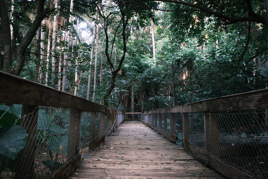 Wooden path in the middle of a dense tropical forest in a summer afternoon during golden hour