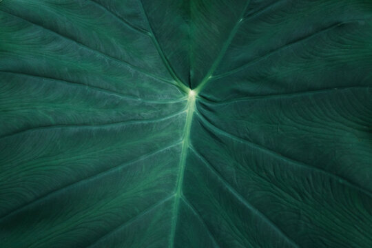 Dark green tropical leaf closeup