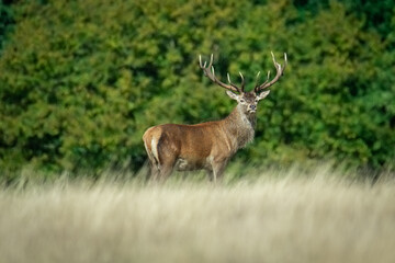 Naklejka na ściany i meble Beautiful deer in a park in September in England