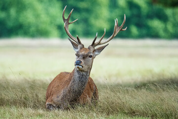 Beautiful deer in a park in September in England