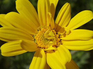 Female pink crab spider (Thomisus onustus) sitting in the centre of a yellow corn marigold flower and perfectly matching its colour