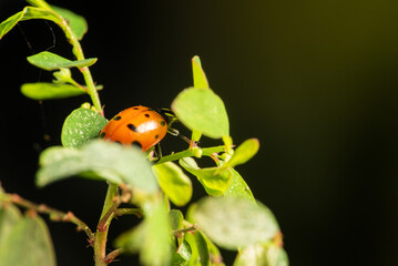 Ladybug, beautiful ladybug strolling in a garden seen through a macro lens, selective focus.