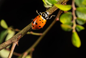 Ladybug, beautiful ladybug strolling in a garden seen through a macro lens, selective focus.