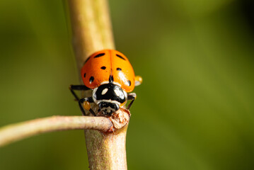 Ladybug, beautiful ladybug strolling in a garden seen through a macro lens, selective focus.