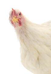white hen isolated. - 651713275