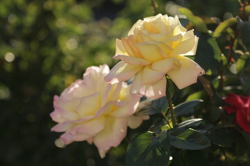 rose autumn petals are quite beautiful, petals are part of all the beauty, really no, it’s up to you to decide