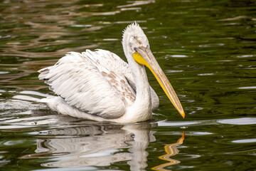 A white pelican with a huge brown yellow large beak floats across the water. Photograph of a white pelican with a large beak near plan. Wild bird photo. White pelican with brown yellow beak in pond