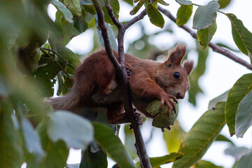 Obraz premium squirrel on tree
