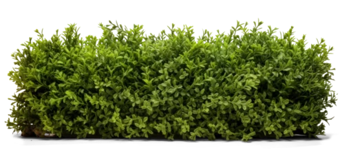 Foto op Canvas green trimmed bush hedge fencing, png file of isolated cutout object with shadow on transparent background. © Аrtranq