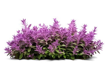 blooming salvia bush, png file of isolated cutout object with shadow on transparent background.