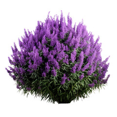 a large bush of purple lavender flowers, png file of isolated cutout object with shadow on transparent background. - obrazy, fototapety, plakaty