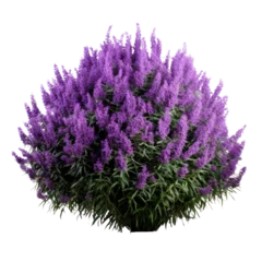 Foto op Aluminium a large bush of purple lavender flowers, png file of isolated cutout object with shadow on transparent background. © Аrtranq