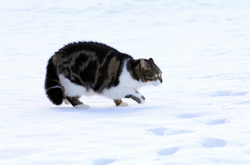 Eine junge Katze macht im Winter im Schnee einen Katzenbuckel