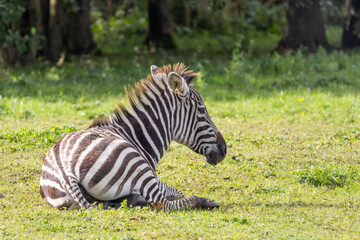 zebra eating grass