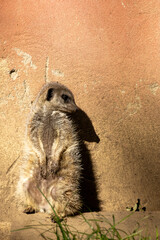 meerkat in the zoo