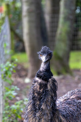 close up of a pheasant