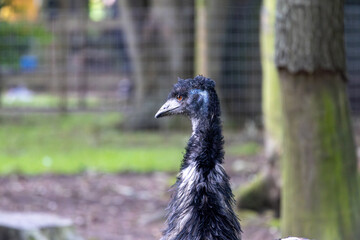 portrait of a peacock