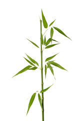 bamboo branch with green leaves, png file of isolated cutout object on transparent background.