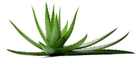 Fototapeta premium aloe bush, png file of isolated cutout object with shadow on transparent background.