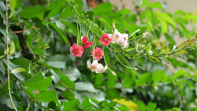 Combretum indicum or Rangoon creeper or Quisqualis indica L or Ceguk flowers with green leaves. The plant is used as an herbal medicine.