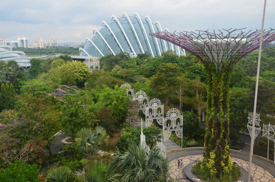 Measuring between 25 and 50 metres tall, Gardens by the Bay's Supertrees are designed with large canopies that provide shade in the day in Singapore.