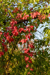 Red Virginia Creeper Growing In The Trees In Fall In Wisconsin