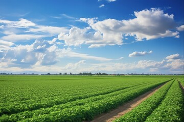 Imperial Valley Agriculture: Green Fields and Rural Landscapes against Blue Sky