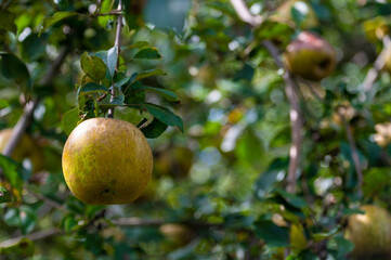 Off center Golden Russet apple hanging on lush orchard tree