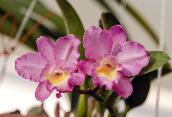 Purple and yellow Dendrobium nobile orchid flower, a beautiful purple, white and yellow tropical flower in natural environment