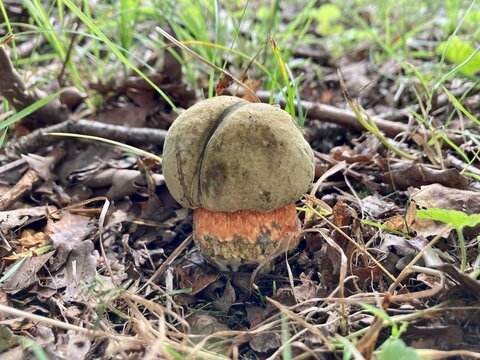  the lurid bolete (Suillellus luridus), formerly Boletus luridus  mushroom in the forest