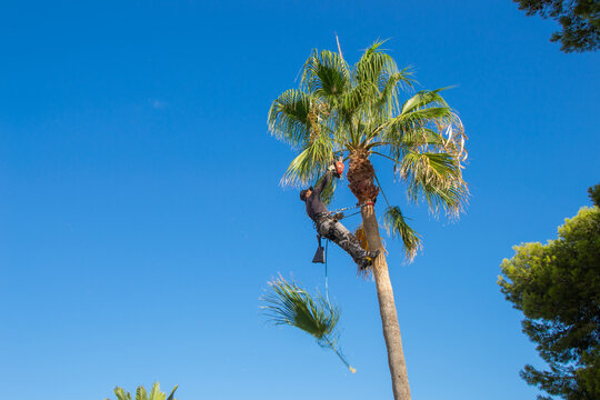 Latin palm pruner trimming the leaves of a palm tree in a garden. Dangerous work.	