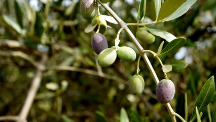 Olive branches (Olea europaea) seen in detail with blurred background