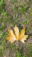Platanus orientalis leaf commonly known as oriental plane tree, yellowed, on green lawn
