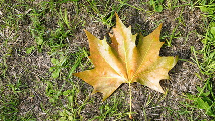Platanus orientalis leaf commonly known as oriental plane tree, yellowed, on green lawn