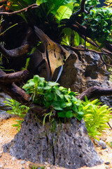 Pterophyllum scalare Rio Nanay