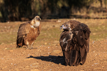 Black vulture in the foreground and behind Griffon vulture.