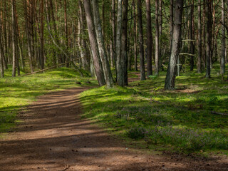 Obraz premium fairytale forest with nice dreamy heather