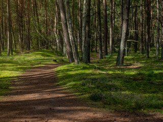 Fototapeta premium fairytale forest with nice dreamy heather