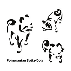 A set of different poses of the stylized Pomeranian. Vector drawing of a small dog. Gestalt animal design