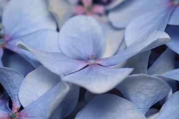 blue french hydrangea flower photo
