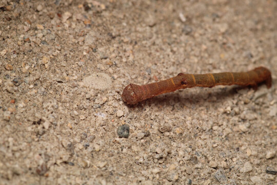 hyposidra talaca caterpillar macro photo