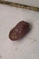 Isopods beetle animal macro photo