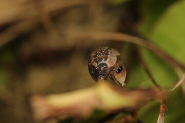 Isopods beetle animal macro photo