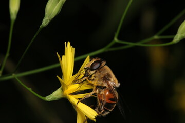 natural eupeodes flower fly photo