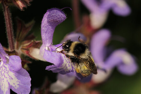 honey bee photo in natural pumpkin flower