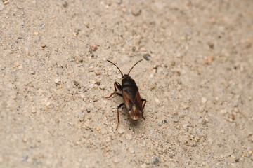 red pyrrhocoris apterus macro photo