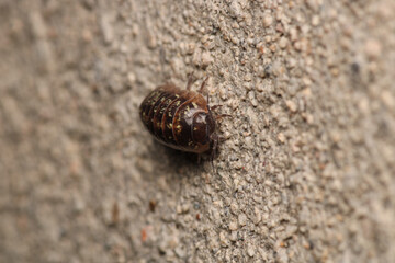 Isopods beetle animal macro photo