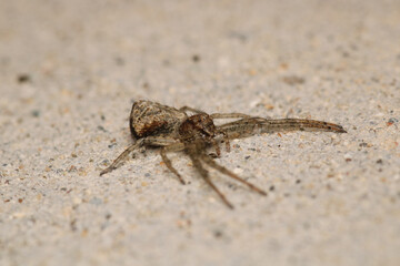 natural tetragnatha extensa spider macro photo