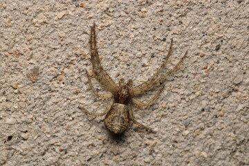 natural tetragnatha extensa spider macro photo