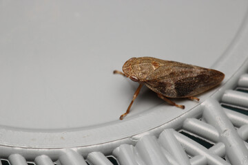 glassy winged sharpshooter insect macro photography